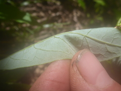 Lonicera dioica