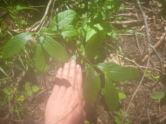 Lonicera dioica