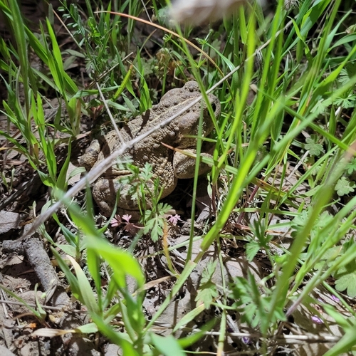 iNaturalist observation photo of Western Toad
