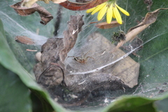 Allagelena difficilis