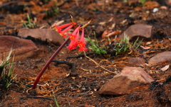 Cyrtanthus contractus
