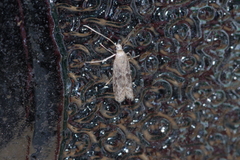 Glyptoteles leucacrinella