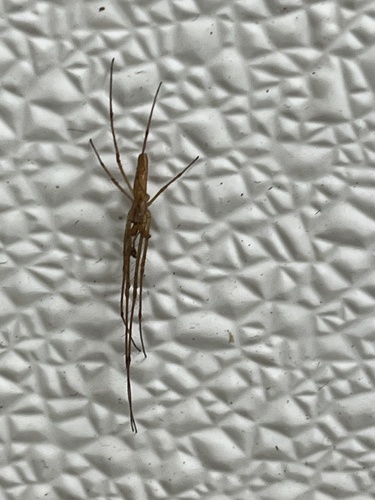 Versicolor Long-jawed Orbweaver photo 4