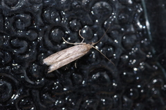 Glyptoteles leucacrinella
