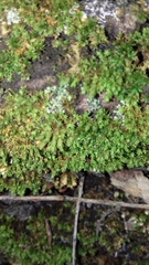 Nyholmiella obtusifolia