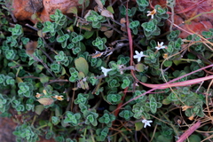 Dyschoriste setigera