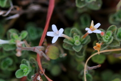 Dyschoriste setigera