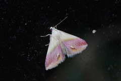 Eublemma cochylioides