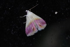 Eublemma cochylioides