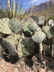 Opuntia azurea diplopurpurea