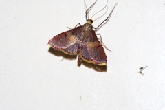 Endotricha olivacealis