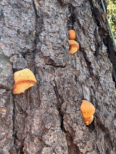 iNaturalist observation photo of Veiled Polypore