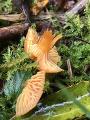 Hygrocybe insipida