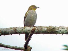 Chlorocichla falkensteini