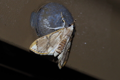 Cirrhochrista kosemponialis