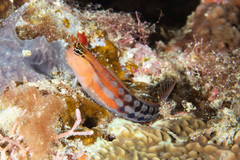 Ecsenius fijiensis