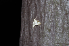 Cirrhochrista kosemponialis