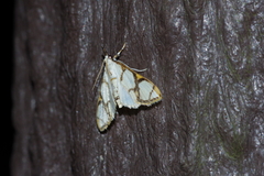Cirrhochrista kosemponialis