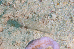 Istigobius rigilius