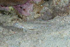 Istigobius rigilius
