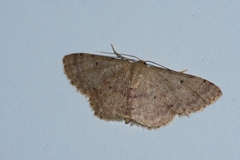 Idaea sakuraii