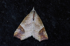 Olulis japonica