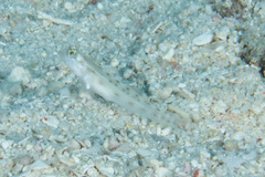 Ctenogobiops feroculus