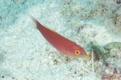 Pseudojuloides splendens