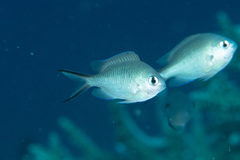 Chromis ternatensis