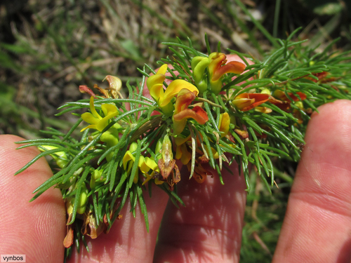 Grassveld Capegorse (Aspalathus spinifera)