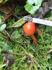 Hygrocybe insipida