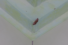 Plesiomorpha punctilinearia