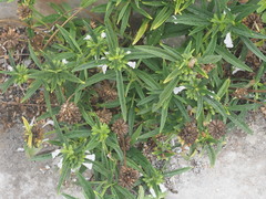 Leucas lavandulifolia