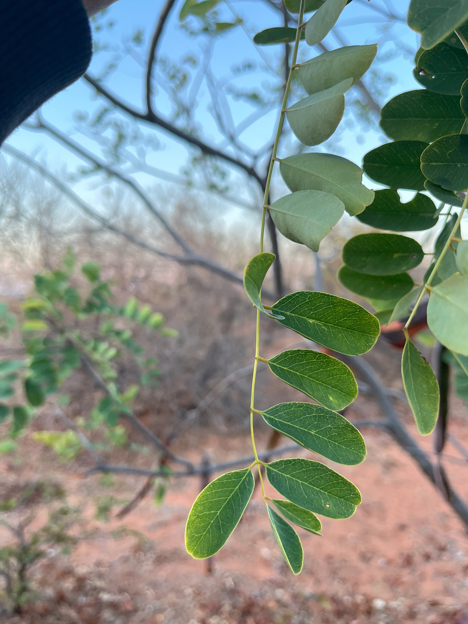 Sjambok-Pod (Cassia abbreviata)
