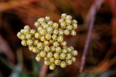 Helichrysum krebsianum