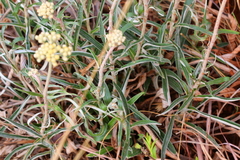 Helichrysum krebsianum