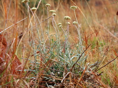 Helichrysum krebsianum