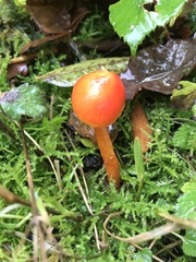 Hygrocybe insipida