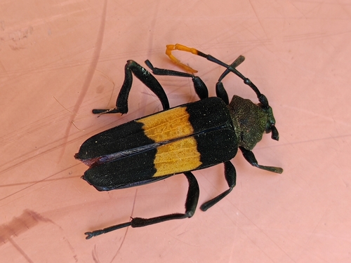 Embrikstrandia bimaculata