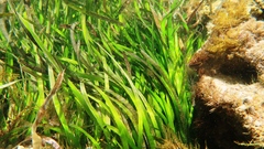 Posidonia australis