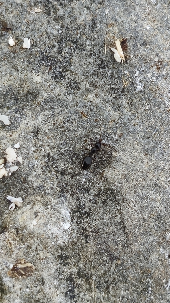 Platymischus dilatatus