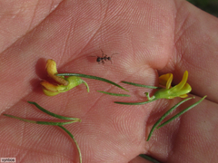 Aspalathus spinifera