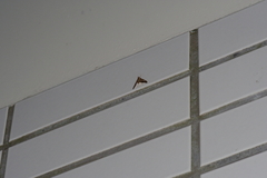 Agrioglypta fulguralis