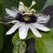 Common Passionfruit - Photo (c) Dr M Chin Sue Min, some rights reserved (CC BY-NC-ND), uploaded by Dr M Chin Sue Min