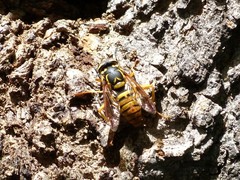 Spilomyia alcimus
