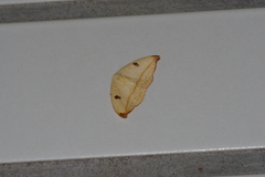 Callidrepana melanonota