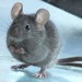 House Mouse - Photo (c) whinaem, some rights reserved (CC BY-NC)
