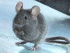 Old World Mice and Rats - Photo (c) whinaem, some rights reserved (CC BY-NC)