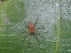Anaxibia pictithorax
