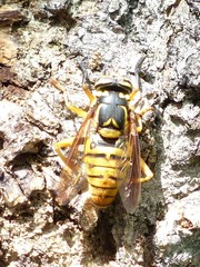 Spilomyia alcimus